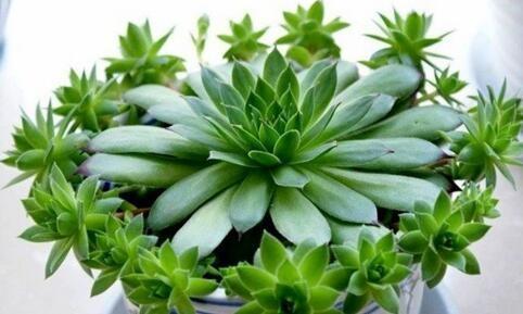 浇水|养“观音莲”,摘心之后,加点“料”,小观音莲层出不穷,易爆盆