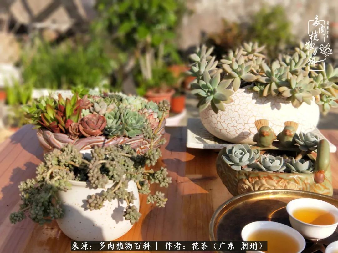 放松心情，静享愉悦，阳光下的多肉是最美的！