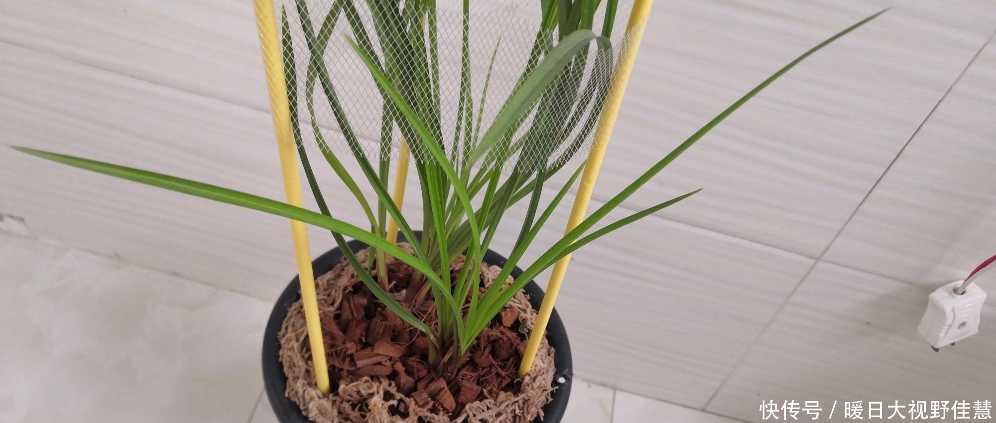 养兰人|养兰人总结出来的养兰偏方,招招好使,叶芽满盆