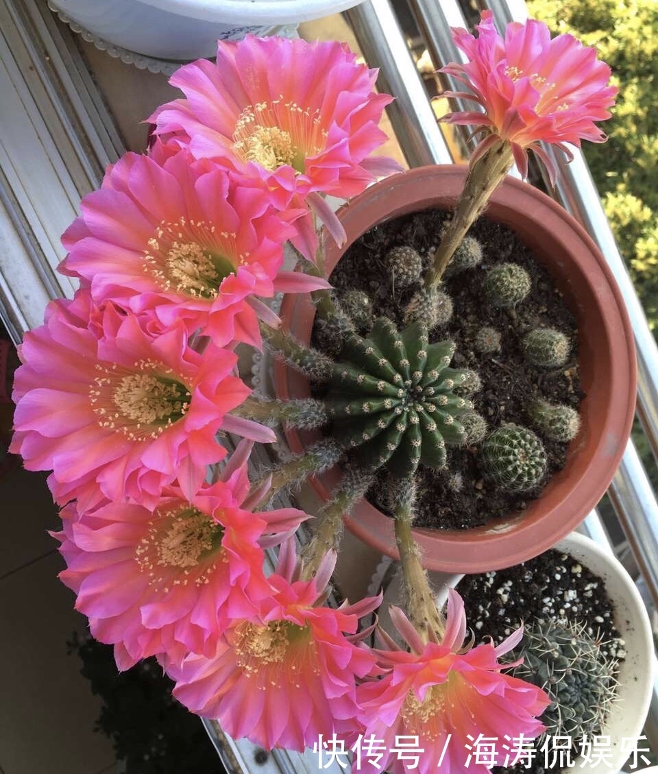 阳台上|60岁的他,退休只养仙人球,10个品种,开花比月季还漂亮