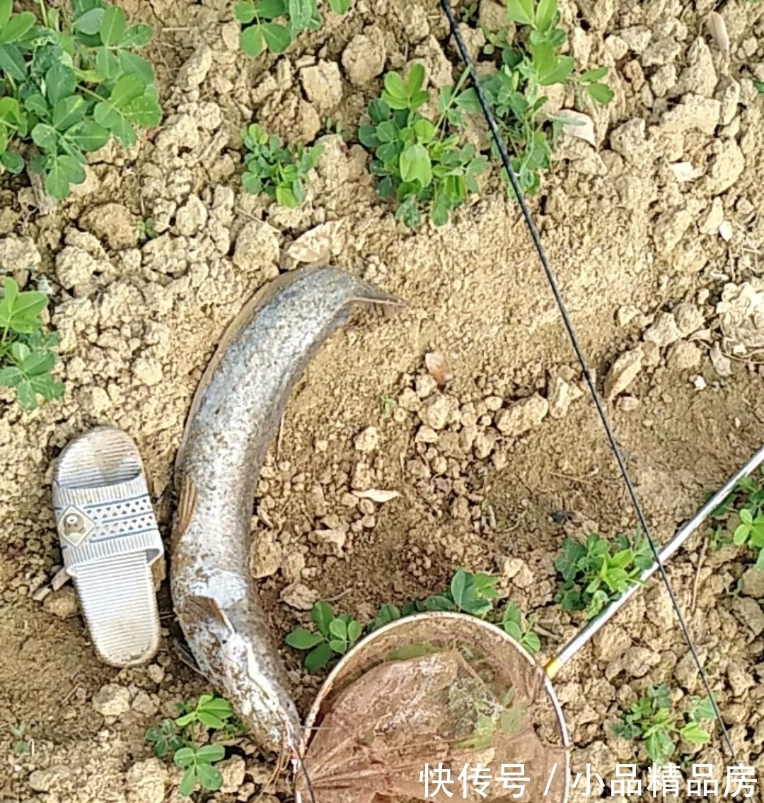 广州一水塘被填平,成群大鱼被困在泥水里无人捞,结果被活埋?