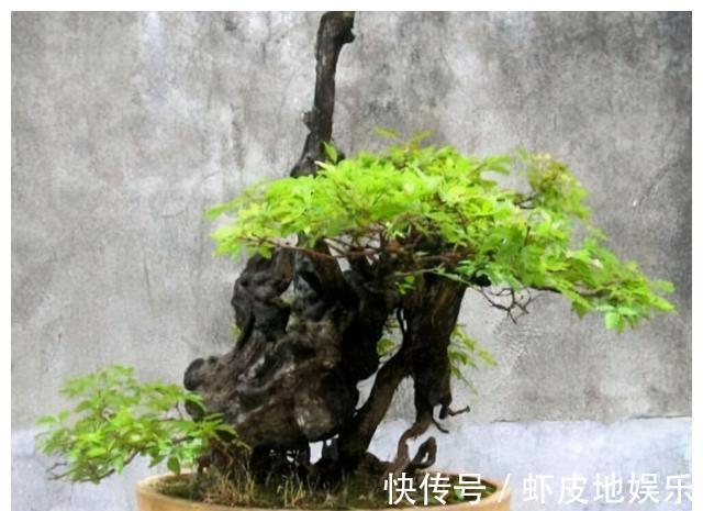 黄荆树|山上2种“树疙瘩”，烧火都嫌弃，园艺大师却高价收，再丑都要