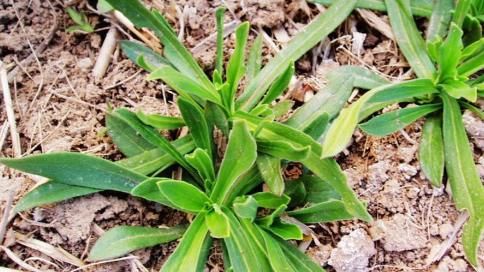 农村最常见的三种山野菜，营养成分十分高，何不了解一下