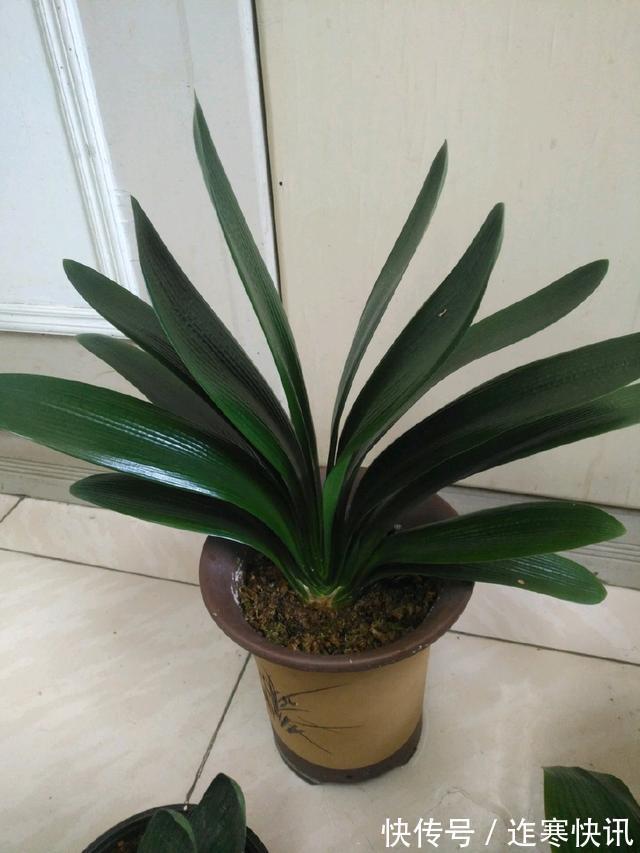 技巧|君子兰浇水4要点,掌握君子兰四季浇水技巧,开花爆盆不难