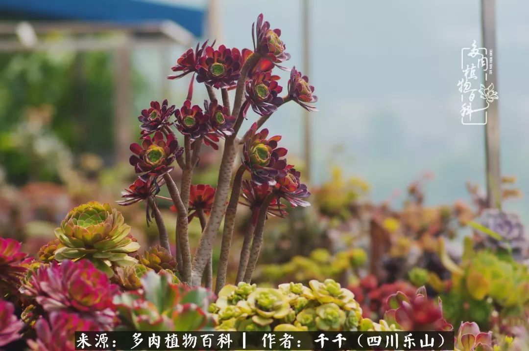 夏天日晒雨淋，秋老虎来势汹汹，你的多肉准备好逆袭了吗