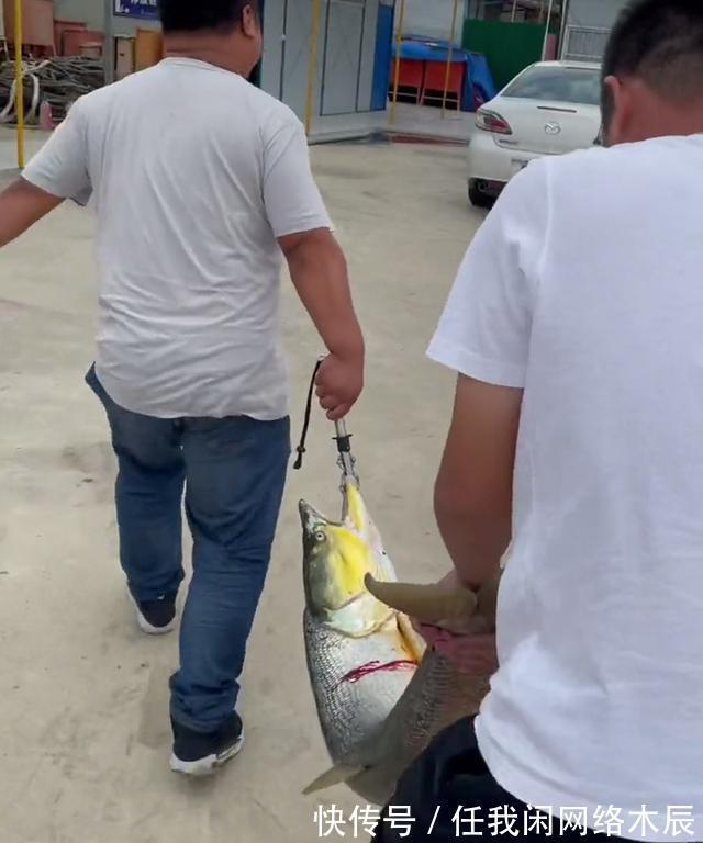 江苏小伙阳澄湖钓起40斤水老虎,拖到工地加餐,不放生为湖除害