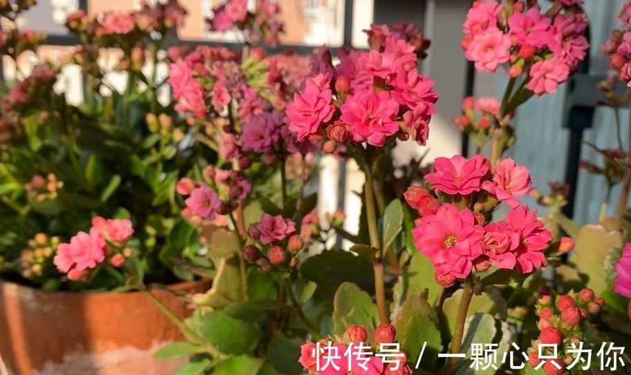 冬季长寿花容易被冻伤,做好这几点养护,花开不断叶片翠绿有光泽