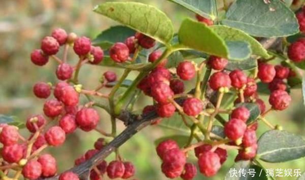 专家提醒花椒用对了,这4种病“不攻自破”,早知早受益