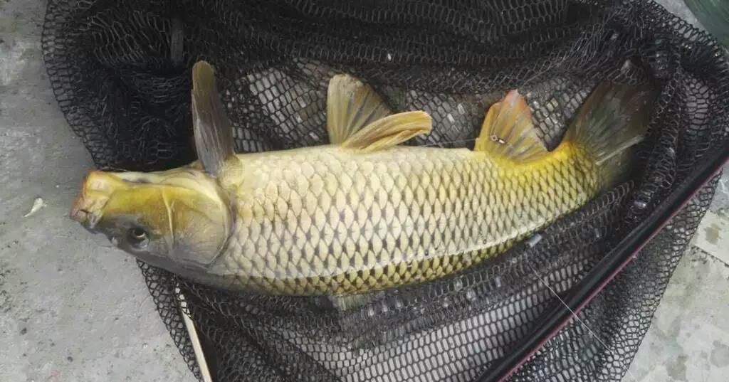 花生麸|教你如何野钓鲤鱼,野鲤系杂食性底栖游弋耕泥索食鱼类