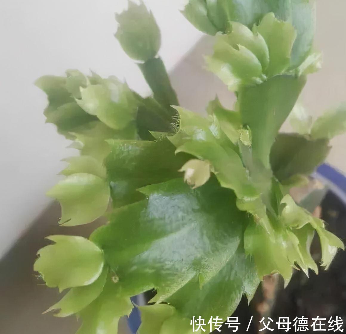 蟹爪兰有个小机关,这样打开它,呼呼长成大壮树