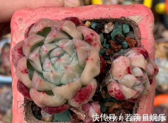 花盆|什么是“控养”?少浇水就是控养?大错特错,控养指的是整体