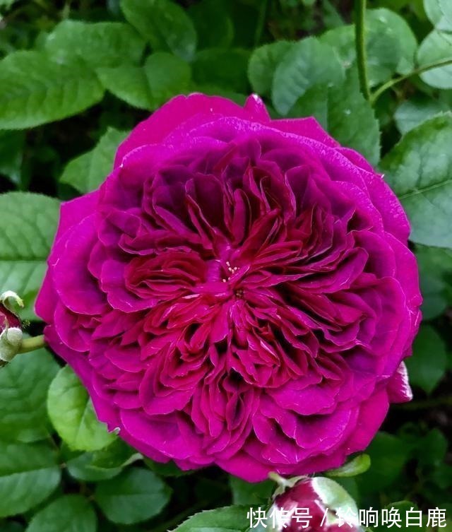 20款耐阴月季推荐,光线不充足也可以养好月季啦,花友鼎力推荐哟!