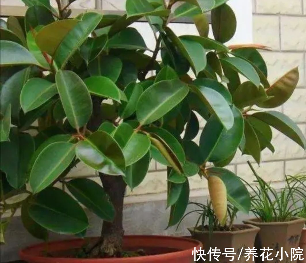 植物|适合养在室内的6种植物，枝叶翠绿，美观又大方