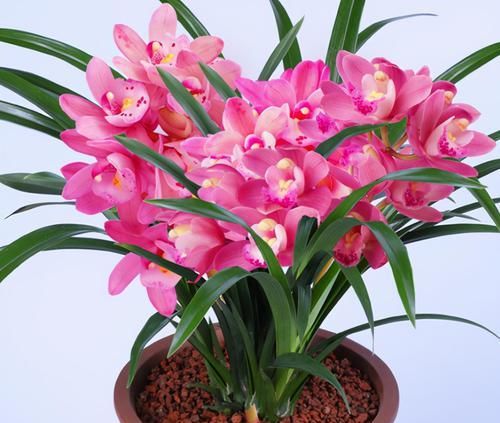  香妃|兰花中最香的品种—香妃，花大色艳，芳香四溢，花叶双馨，还好养