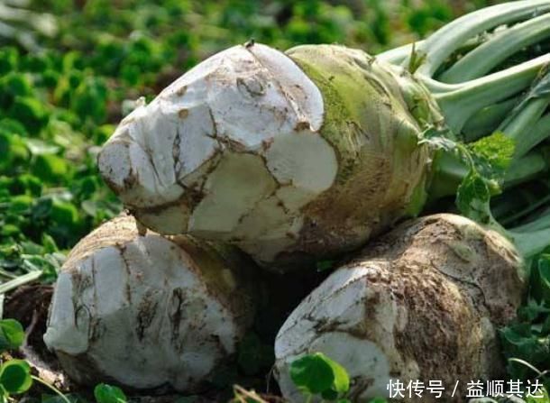 体内湿气|湿气的“死对头”发现了,早晚坚持吃,或可排出湿气,体重“悄悄降”!