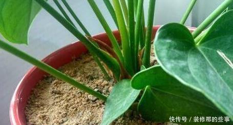 花草长了虫,用家里一些小玩意,一喷就消灭光,药都不用买!