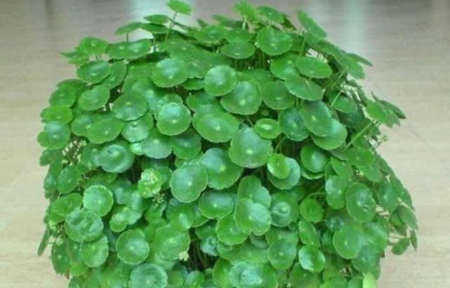 懒人|最适合“懒人”养的4种花,随意丢盆里就能活,给点水就疯长