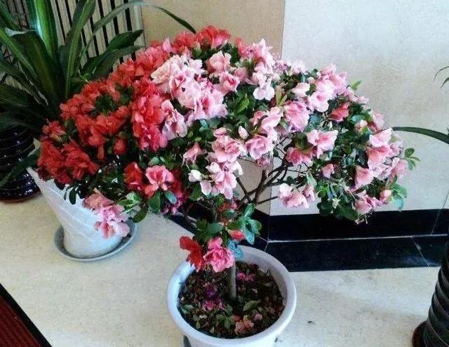 你用啤酒水、淘米水浇花快停下,正确方法没学会,浇1盆死1盆!