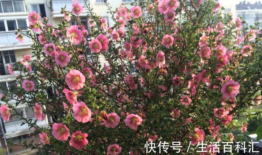 全年|绿化植物之一小木槿,开花堪比机器,好看又好养,全年无休