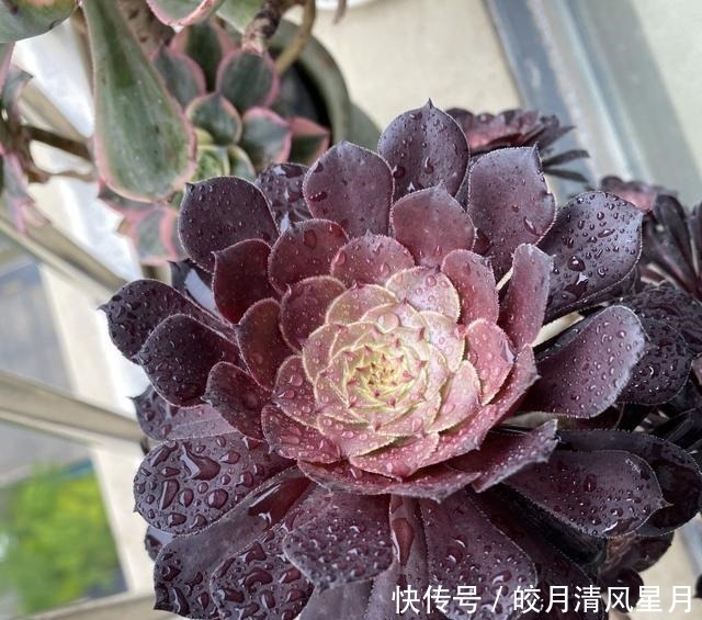 度夏|绿了也是心头肉,开始为度夏担忧!