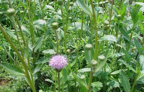 功效|这种路边的野菜,叶片带有刺,具有降血压、止血功效,一斤8元