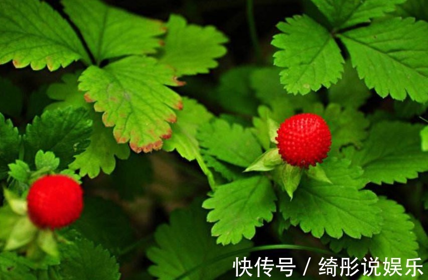 治病|农村地头一种野果,有点像草莓,老中医却说此物可以用来治病
