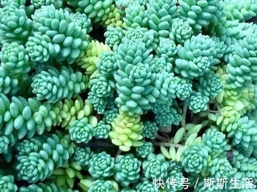 封闭阳台养什么多肉最合适，老花友诚心推荐这12款，省心又漂亮