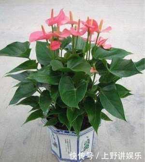 养花|养花小技巧在盆底放点这东西,花卉再也不烂根不长虫