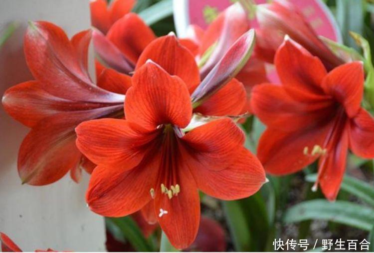 养花就养这几款，全年开花不停，四季有花开，花香四溢飘满屋