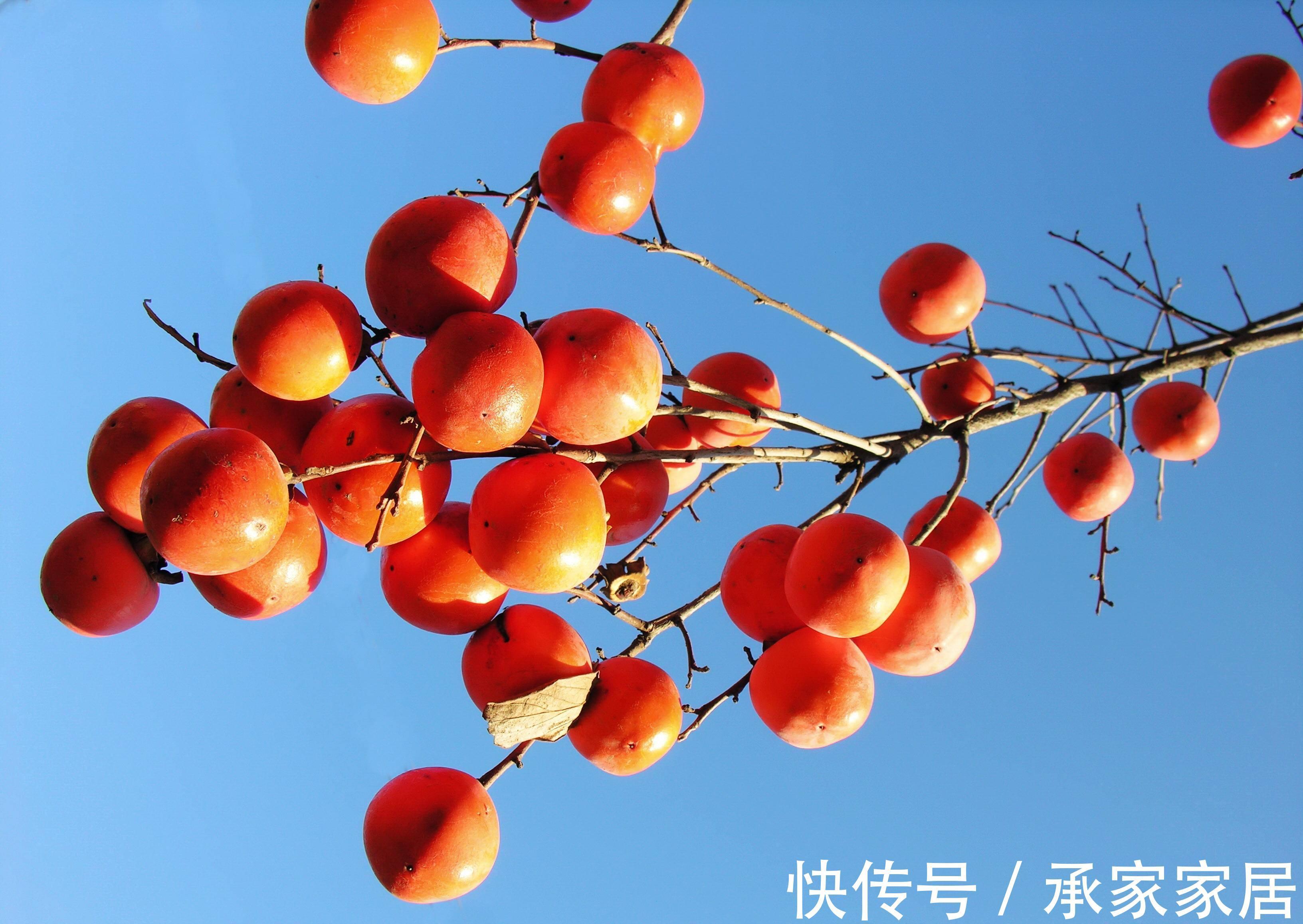 柿子|“一个柿子十副药”,这种常见的食物,为何被冠以如此盛誉?