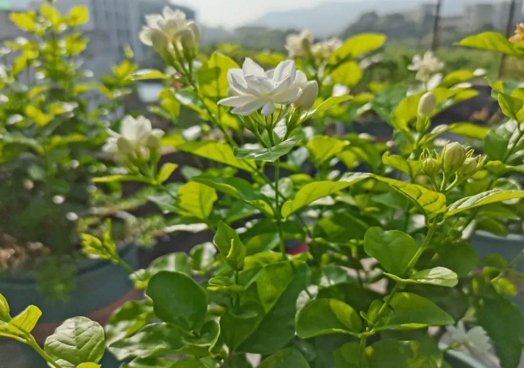 茼蒿|37摄氏度的院子,养这5种花,耐热耐晒开花多