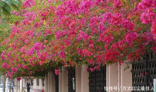 这1种花树,越养越“贵”,养上几年就成老桩树,上千都不卖