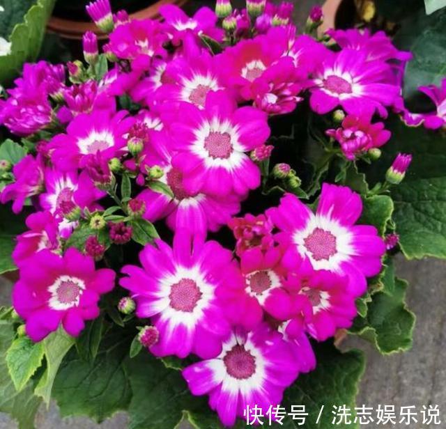 家中有阳台就养3种花,盆栽好养又漂亮,一年四季花开不断