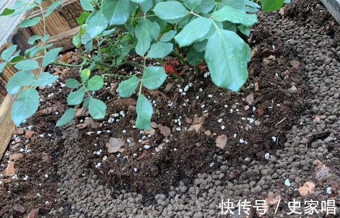 长势|月季修剪后发芽不整齐,常见的3个原因和解决办法