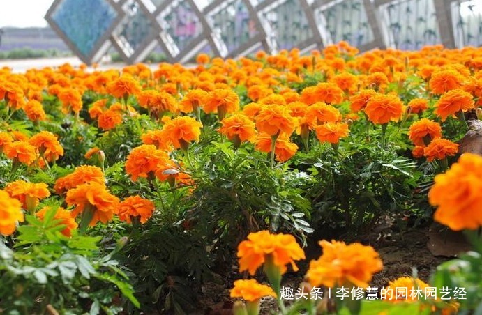 喜欢向日葵，不如养殖这盆孔雀草，花朵艳丽，好似孔雀开屏