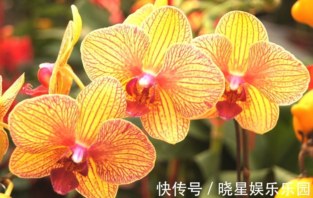 此花就像是连在一起的蝴蝶，有着鲜艳的花色，散发出古典的韵味