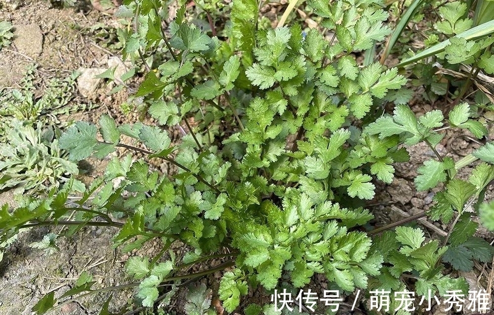 味道有些难闻，但请不要忽视它，很有价值，用来包饺子是一绝