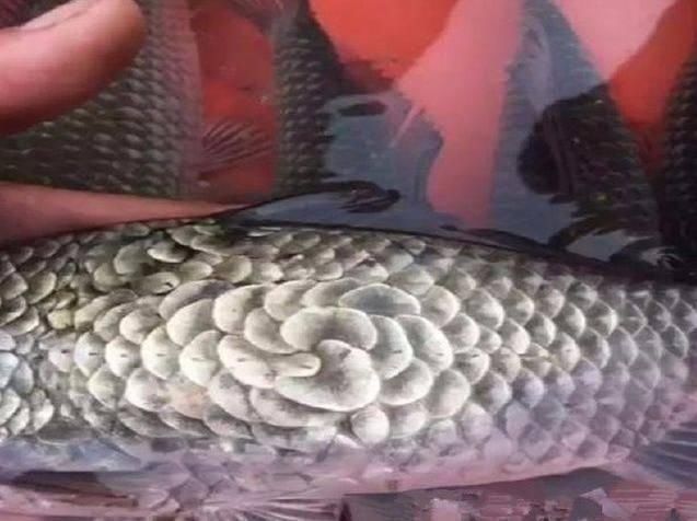 小伙河边钓鱼,发现钓上的鱼不对劲,小伙瞧了一下鱼鳞,赶快放生