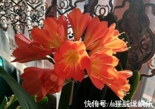 颜色|想要君子兰长的好，用一粒药，树叶茂盛光泽开花颜色好看！