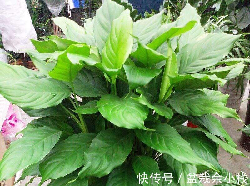 今年流行的7种“观赏花”,家里养一盆,大气又吉利