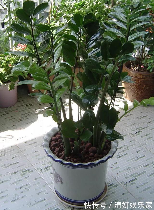 适合客厅养的5种“耐旱花”,30天不浇水也能爆盆,漂亮大气