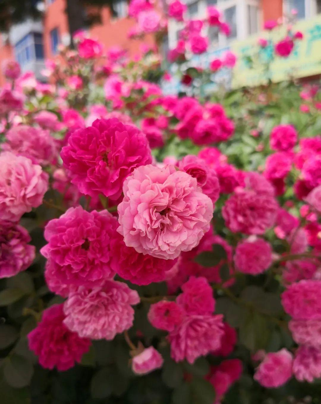 门口种了一棵花,竟被说是不吉利,怼回去:关你P事