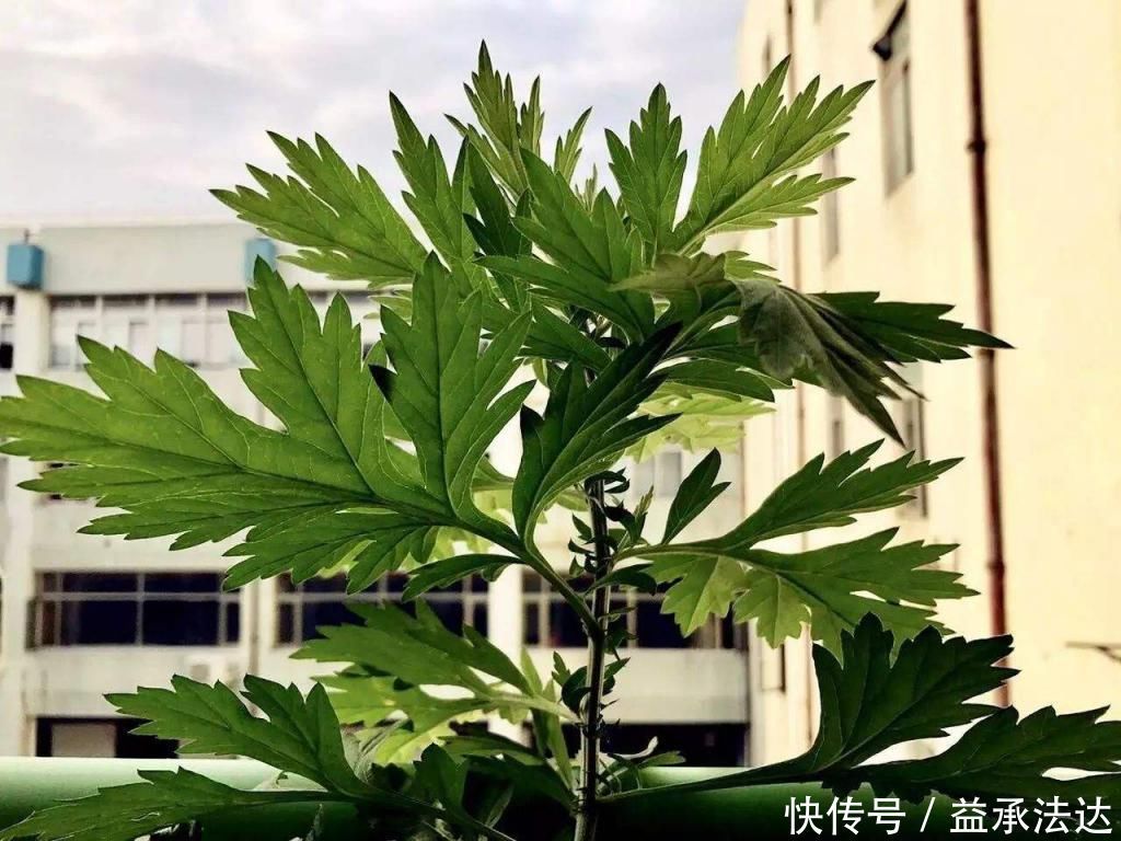 薰衣草|卧室养花就养它们,有香气又杀菌,改善睡眠