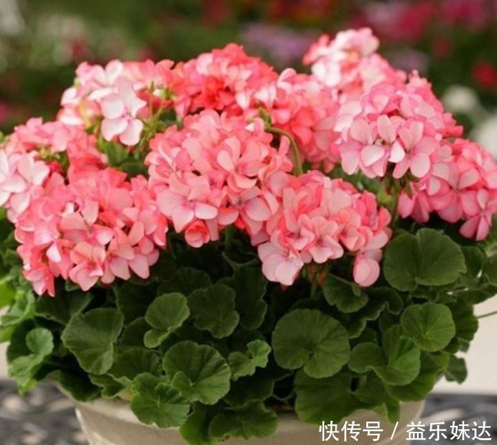 花海|几种便宜花,开花特漂亮,给点阳光就灿烂,阳台成花海!