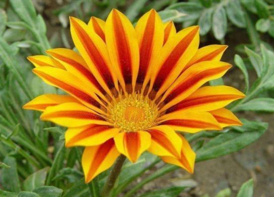 家养此款花卉,开花勤爱爆盆,盛开时繁花似锦,花色美轮美奂