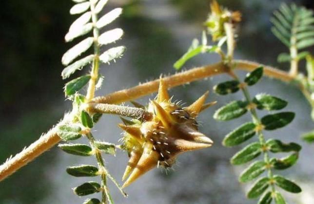 中年|此种植物叫“蒺藜”，浑身长满刺，农民当成杂草，殊不知药用价值