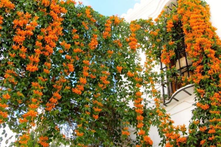 谁见了都喜欢的4种花,好打理,易爆盆,花开不断,还能旺财