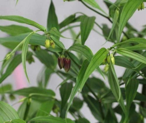 一种民间草药,10大妙用法,搞定跌打损伤、风湿骨痛等10种常见病