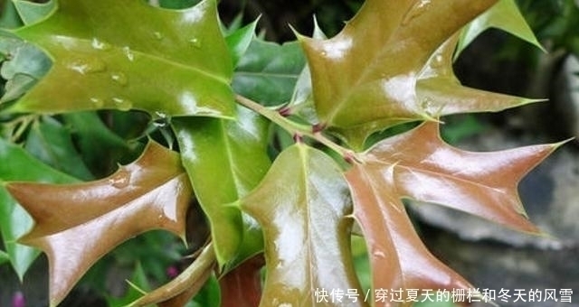 叶子长|鸟见此树不停留，人见此树就绕开，但价值很高，俗称“鸟不宿”