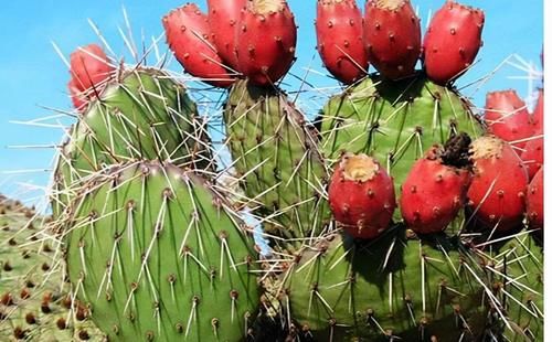 好食物|女性不想衰老，不妨多吃的好食物，清理血液毒素，肌肤细腻更红润